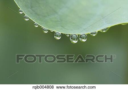 Lotus leaf View Large Photo Image Stock Photo - Lotus leaf. Fotosearch