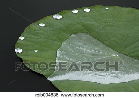 Lotus leaf View Large Photo Image Stock Photograph - Lotus leaf. Fotosearch