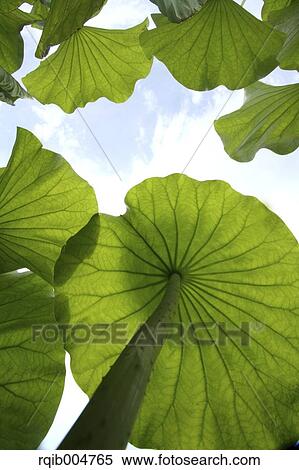 Lotus leaves View Large Photo Image Stock Photography - Lotus leaves. Fotosearch