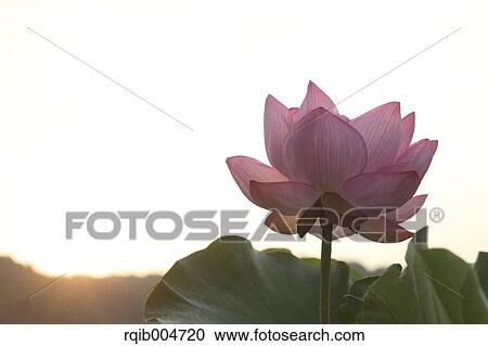 Stock Image - Lotus. Fotosearch