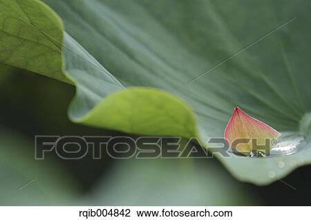 Lotus View Large Photo Image Stock Image - Lotus. Fotosearch