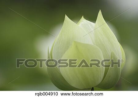 Stock Image - Lotus. Fotosearch
