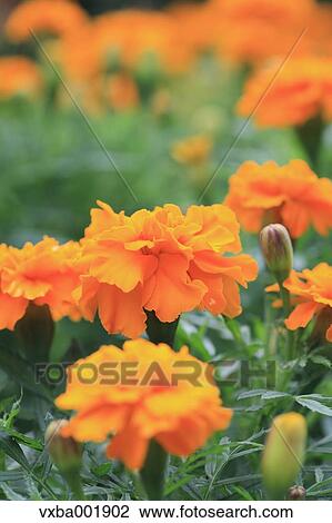 Marigold flowers View Large Photo Image Stock Image - Marigold flowers. Fotosearch
