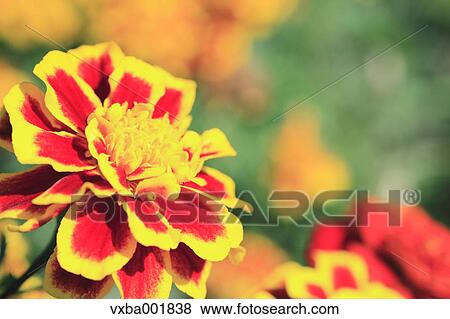 Stock Photo - Marigold. Fotosearch