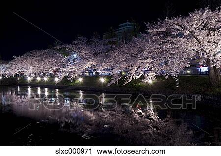Matsumoto castle and cherry blossoms View Large Photo Image Stock Image - Matsumoto castle and cherry blossoms. Fotosearch