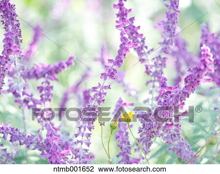 Mexican sage View Large Photo Image Stock Image - Mexican sage. Fotosearch
