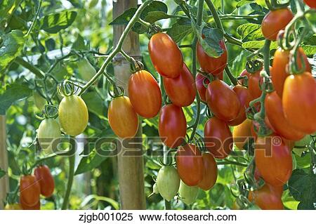 Mini tomatoes View Large Photo Image Stock Photography - Mini tomatoes. Fotosearch