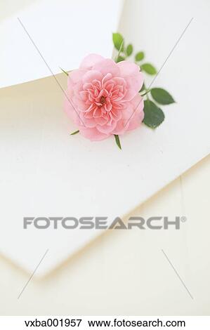 Stock Photo - Miniature rose and letter. Fotosearch