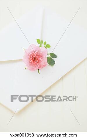Miniature rose and letter View Large Photo Image Stock Photo - Miniature rose and letter. Fotosearch