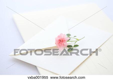 Miniature rose and letter View Large Photo Image Stock Photography - Miniature rose and letter. Fotosearch