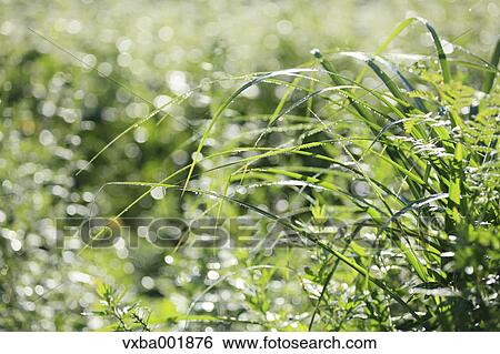 Morning dew and grassland View Large Photo Image Stock Photograph - Morning dew and grassland. Fotosearch