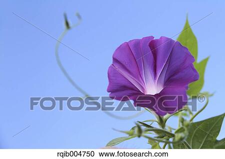 Morning glory and sky View Large Photo Image Stock Image - Morning glory and sky. Fotosearch