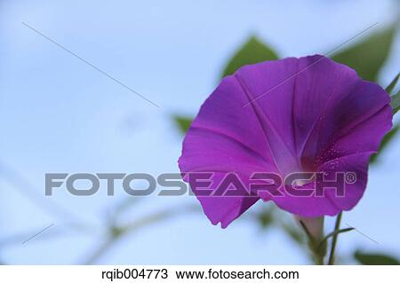 Morning glory and sky View Large Photo Image Stock Image - Morning glory and sky. Fotosearch