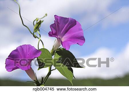 Stock Photography - Morning glory and sky. Fotosearch