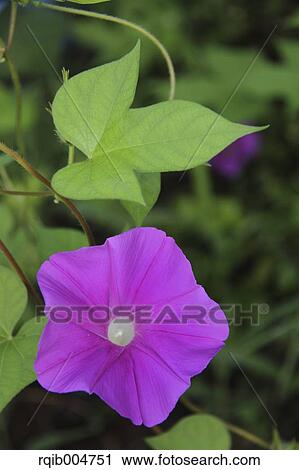 Morning glory View Large Photo Image Stock Image - Morning glory. Fotosearch