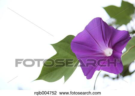 Morning glory View Large Photo Image Stock Image - Morning glory. Fotosearch