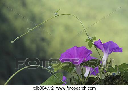 Morning glory View Large Photo Image Stock Image - Morning glory. Fotosearch