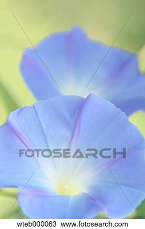 Stock Image - Morning glory. Fotosearch