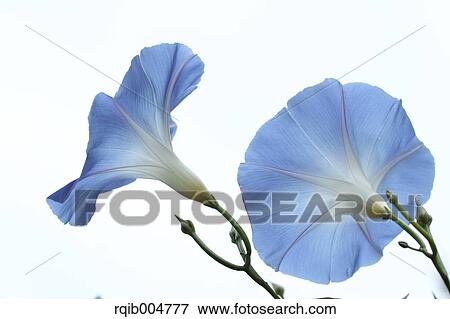 Stock Photo - Morning glory. Fotosearch