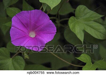 Morning glory View Large Photo Image Stock Photography - Morning glory. Fotosearch