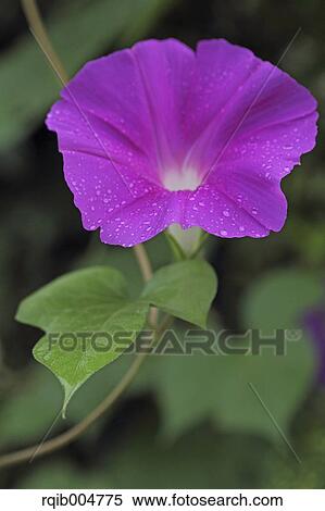 Morning glory View Large Photo Image Stock Photography - Morning glory. Fotosearch