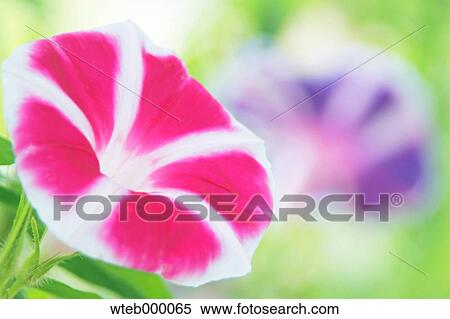 Morning glory View Large Photo Image Stock Photography - Morning glory. Fotosearch