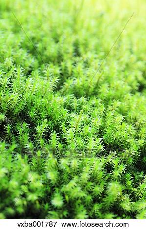 Moss View Large Photo Image Stock Photo - Moss. Fotosearch