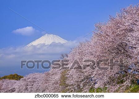 Stock Photography - Mount Fuji and cherry blossoms, Shizuoka Prefecture. Fotosearch