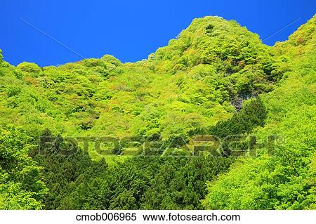 Mountain forest, Saitama Prefecture View Large Photo Image Stock Photography - Mountain forest, Saitama Prefecture. Fotosearch