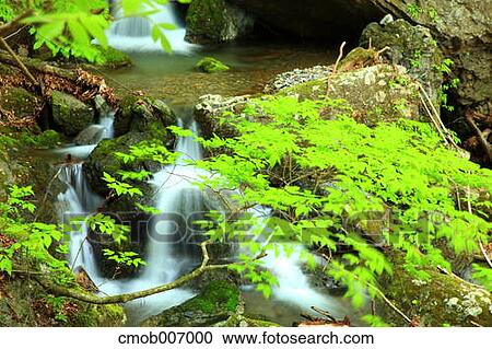 Stock Image - Mountain stream and green leaves, Saitama Prefecture. Fotosearch