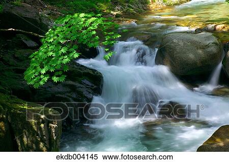 Mountain stream, Yamagata Prefecture View Large Photo Image Stock Photography - Mountain stream, Yamagata Prefecture. Fotosearch