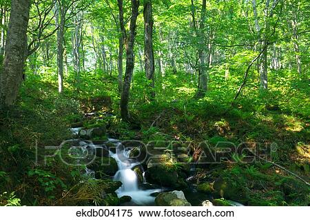 Mountain stream, Yamagata Prefecture View Large Photo Image Stock Photography - Mountain stream, Yamagata Prefecture. Fotosearch