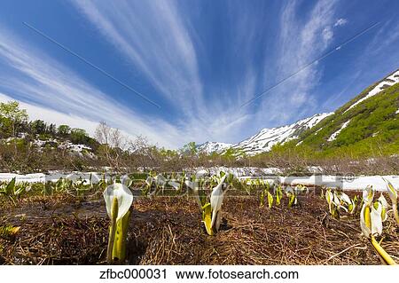 Nagano Hakuba mountain range View Large Photo Image Stock Image - Nagano Hakuba mountain range. Fotosearch