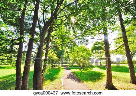 Nopporo Forest Park, Hokkaido View Large Photo Image Stock Photo - Nopporo Forest Park, Hokkaido. Fotosearch