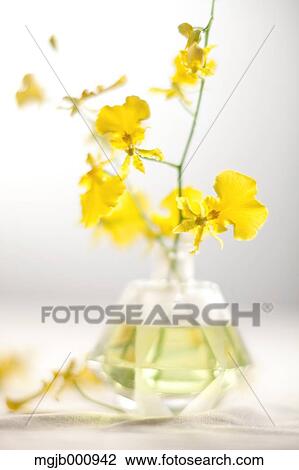Oncidium flowers in glass vase View Large Photo Image Stock Image - Oncidium flowers in glass vase. Fotosearch