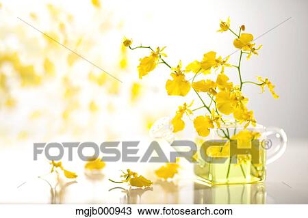 Stock Image - Oncidium flowers in glass vase. Fotosearch