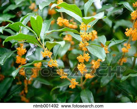 Orange Osmanthus View Large Photo Image Stock Image - Orange Osmanthus. Fotosearch