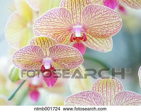 Orchid flowers View Large Photo Image Picture - Orchid flowers. Fotosearch