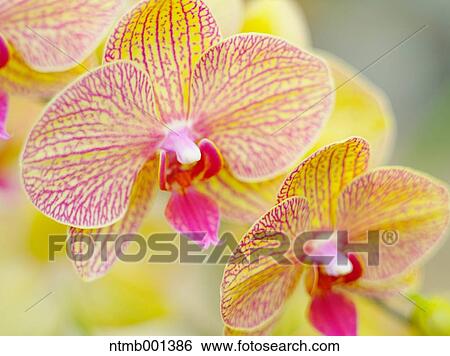 Orchid flowers View Large Photo Image Stock Photograph - Orchid flowers. Fotosearch