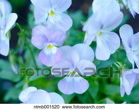 Pansy flowers View Large Photo Image Stock Image - Pansy flowers. Fotosearch