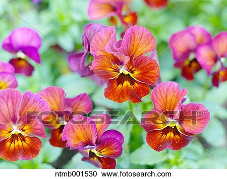Pansy flowers View Large Photo Image Stock Image - Pansy flowers. Fotosearch