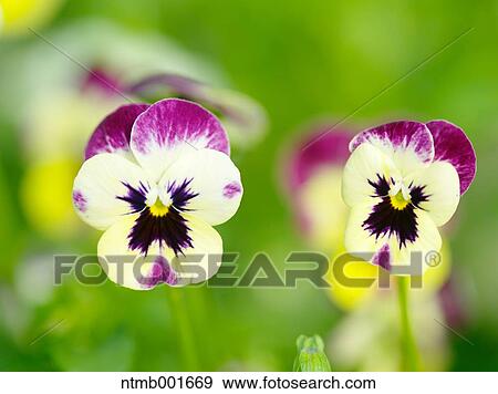 Pansy flowers View Large Photo Image Stock Photo - Pansy flowers. Fotosearch