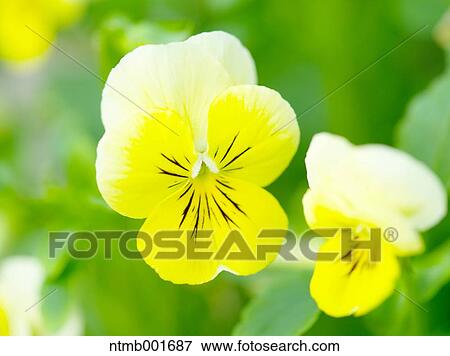 Pansy flowers View Large Photo Image Stock Photo - Pansy flowers. Fotosearch