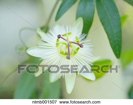 Passion flower View Large Photo Image Stock Photo - Passion flower. Fotosearch