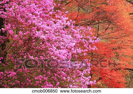 Peach flowers, Nagano Prefecture View Large Photo Image Stock Image - Peach flowers, Nagano Prefecture. Fotosearch