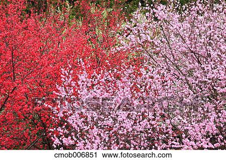 Peach flowers, Nagano Prefecture View Large Photo Image Stock Image - Peach flowers, Nagano Prefecture. Fotosearch
