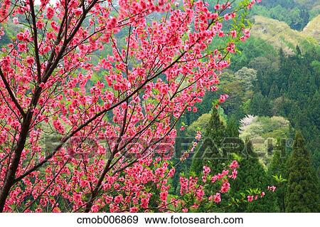 Stock Photo - Peach flowers, Nagano Prefecture. Fotosearch