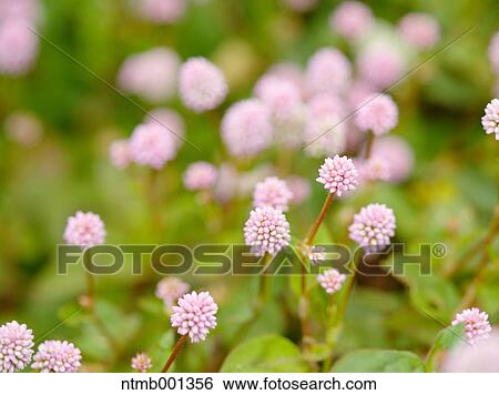 Stock Photograph - Pink Knotweed. Fotosearch