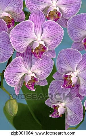 Picture - Pink orchid. Fotosearch
