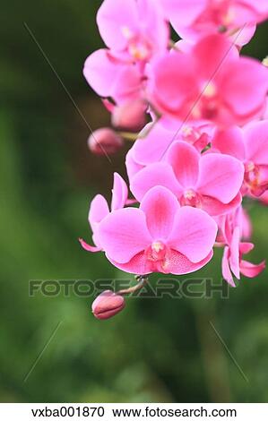 Pink orchid View Large Photo Image Stock Image - Pink orchid. Fotosearch
